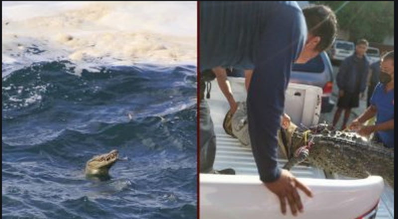 Pobladores CAPTURAN cocodrilo que rondaba las playas de Acapulco