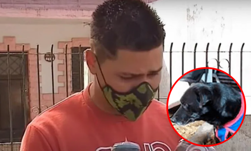 Sujeto que MATÓ a su perro por morder a a su pequeño hijo podría pasar 1 año en PRISIÓN