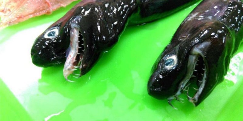 #IMPACTANTE| Aparece extraño tiburón víbora que desde hace 34 años nadie lo había visto