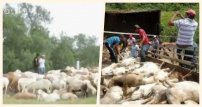 Tráiler lleno de BORREGOS vuelca en Circuito Exterior y pobladores hacen rapiña y los filetean