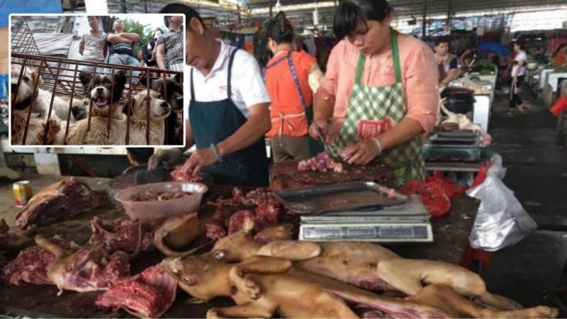 Pese a pandemia, China celebra el mega FESTIVAL de la CARNE de PERRO