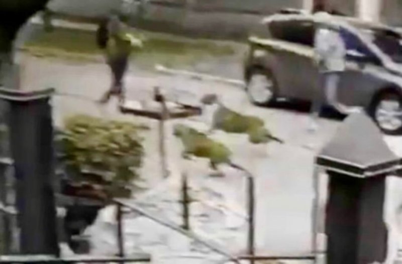 Tremendo susto se sacaron ladrones cuando dos perros evitaron que asaltaran a su dueño.