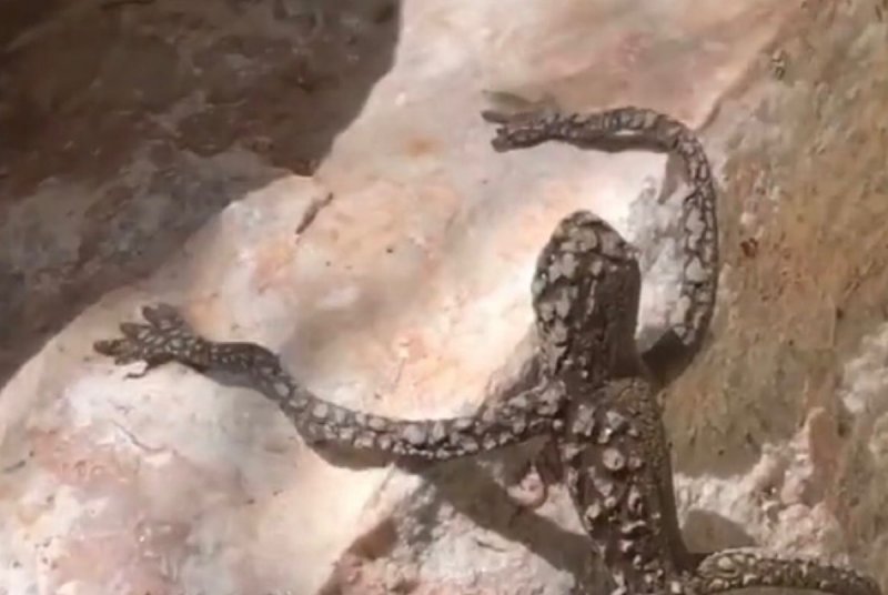 Captan a extraña lagartija con rasgos y extremidades tipo humanas y