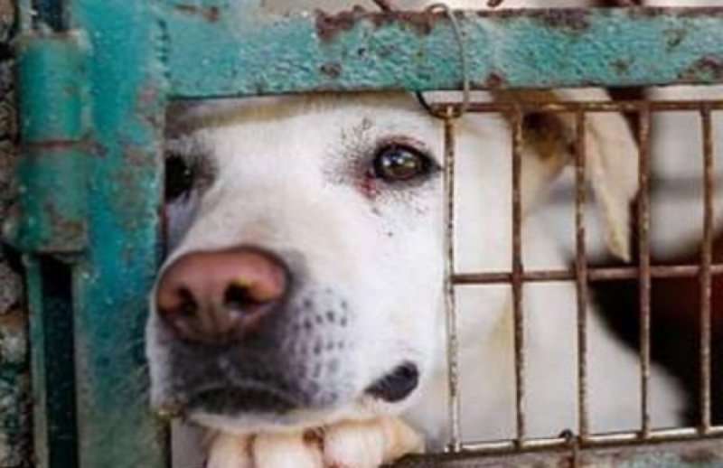 Morena va por tipificar como grave el maltrato animal. 