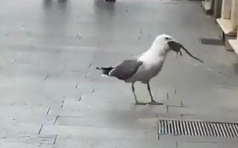 VIDEO: Captan a GAVIOTA devorándose a una RATA y