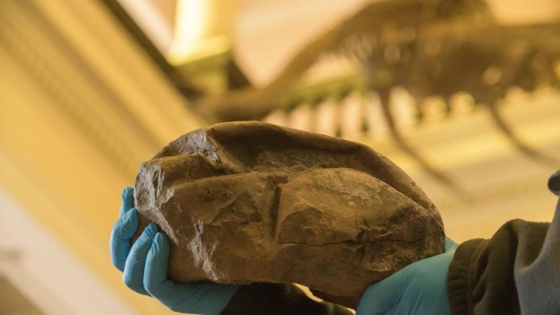 Encuentran en la Antártida el HUEVO de DINOSAURIO más GRANDE de toda la historia