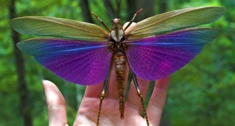 ¡El hada de la naturaleza! El saltamontes TITANACRISy