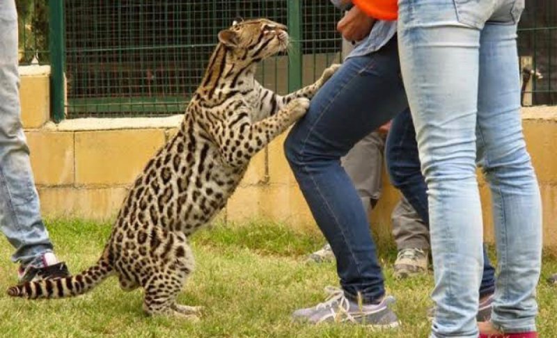 Por huelga en la UAM tuvieron que ser sacrificados más del 50% de los animales de la institución. 