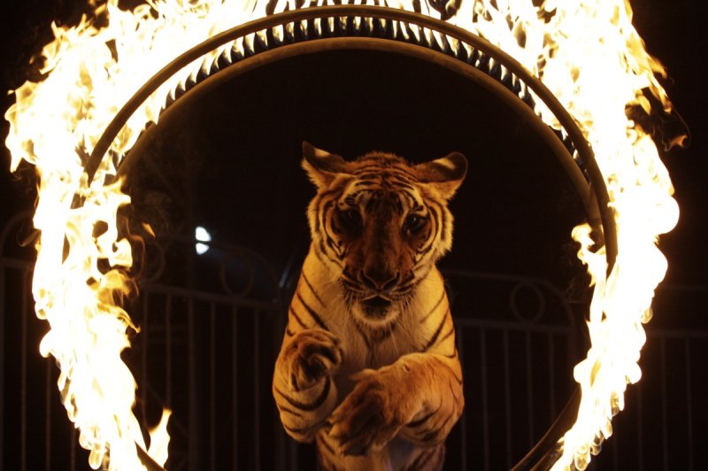 Iniciativa de Morena permitiría el regreso de animales a los circos. 