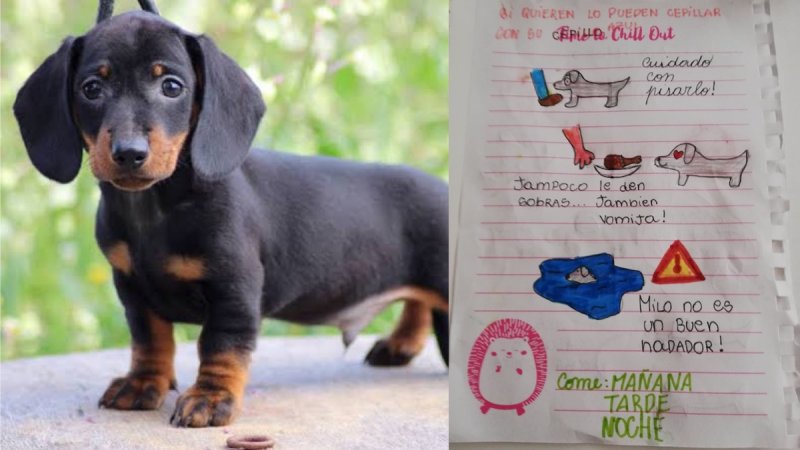 Niña dibuja “manual de usuario” para que su tía cuide a su perrito durante sus vacaciones y