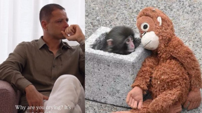 Chicharito se pone sentimental y rompe en llanto por Punch, el mono viral