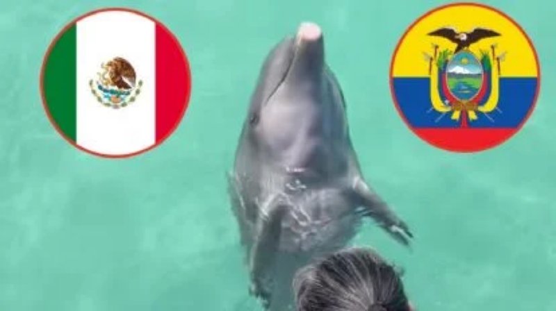 Delfín “Hidalgo” predice quién ganará en encuentro de México vs Ecuador en el Mundial 2026