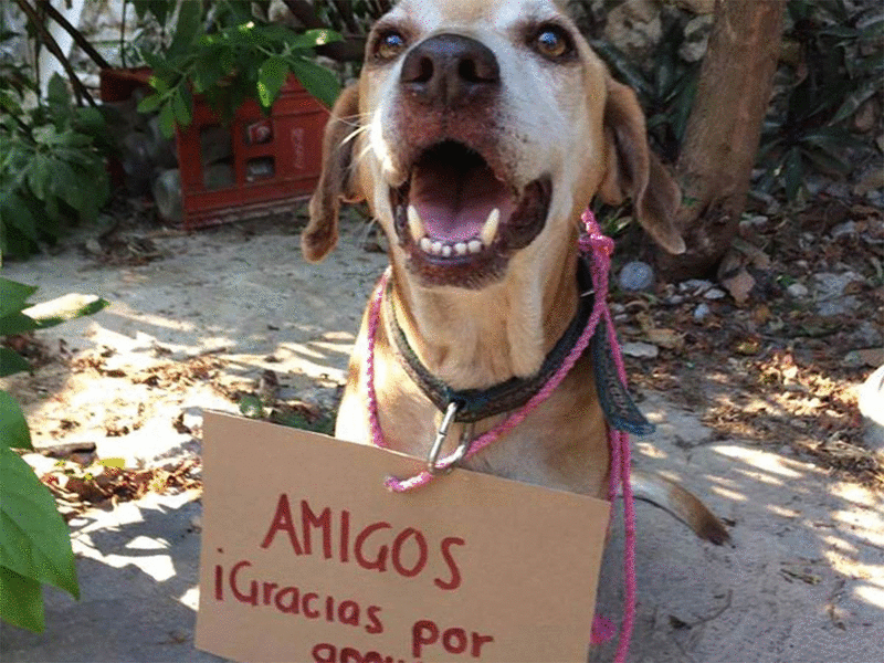  Usurarios en redes se organizan y pagan quimio de 