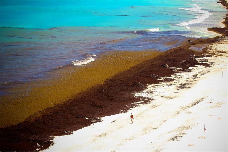 En unas cuantas horas el sargazo cubrirá Cancún