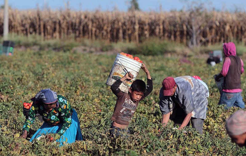 Niños jornaleros en Michoacán ganan 20 pesos diarios y apenas van a la escuela.