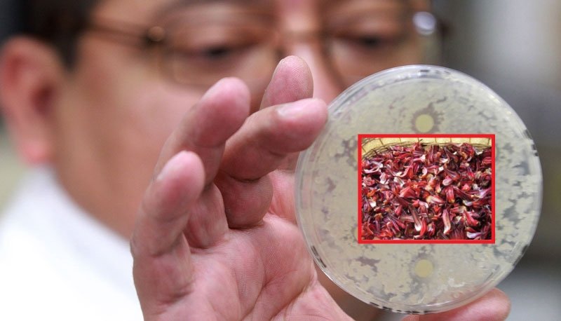 Científico mexicano crea producto a base de jamaica que mata más bacterias que el cloro.
