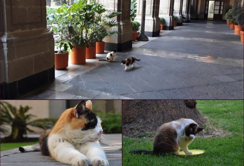Por esta razón la SHCP quiere retirar a más de 20 gatos de Palacio Nacional