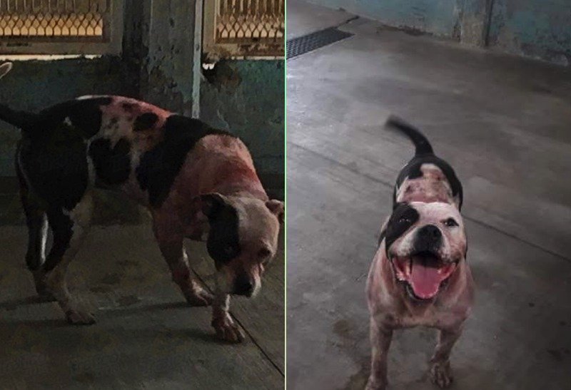 Pitbull que mató a ladrón es regresado a sus dueños