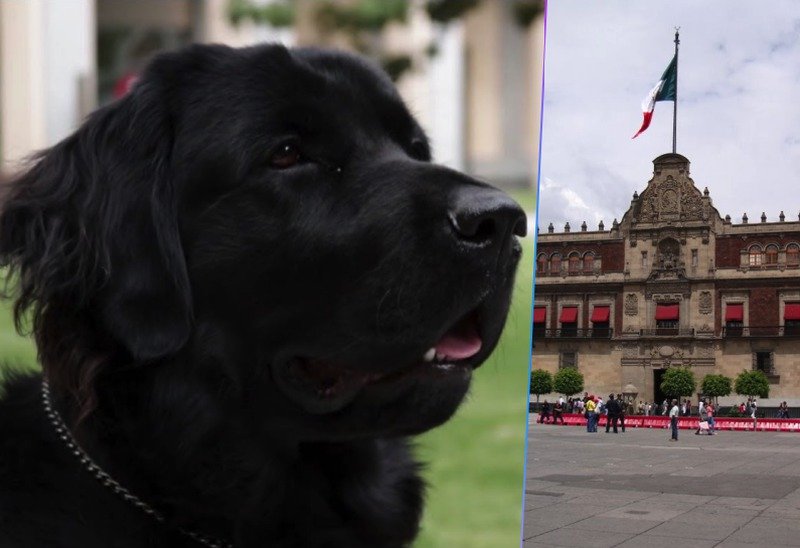 Él es “El Chino” el perro policía y guardián de AMLO