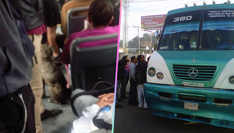 Perrito se sube al 380 para cubrirse de la lluvia; pasajeros le dan comida y muestras de afecto. 