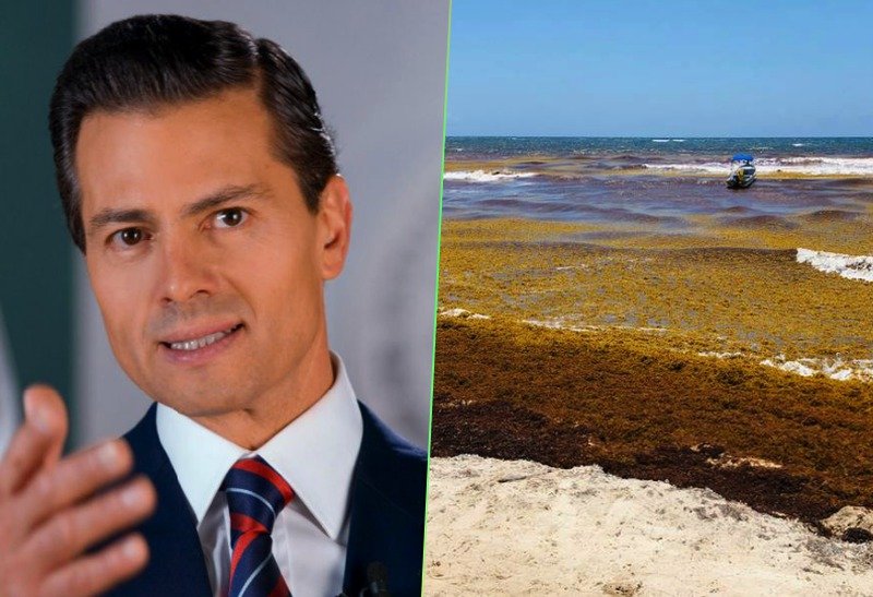 “Gastó 800 millones de pesos para combatir sargazo, sin éxito”, critica Semar a EPN