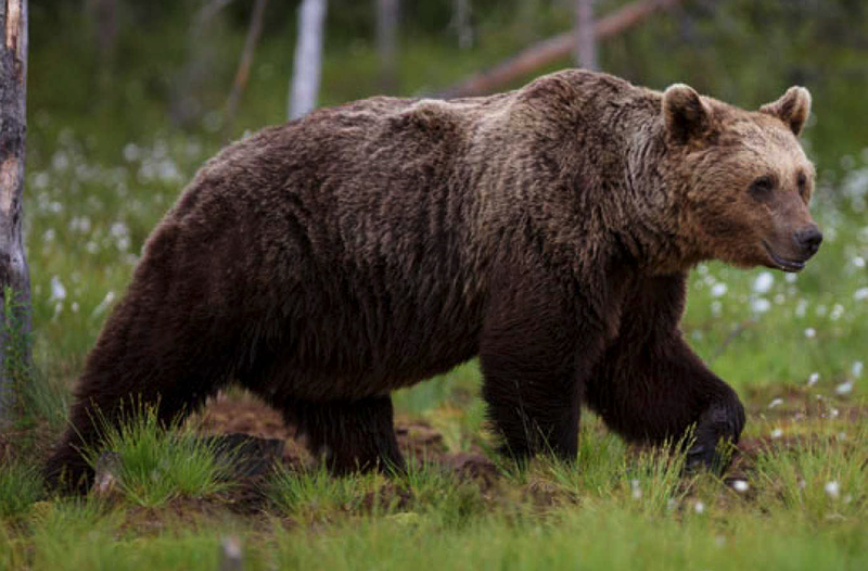 La historia de un hombre que sobrevivió atrapado en la cueva de un oso: 