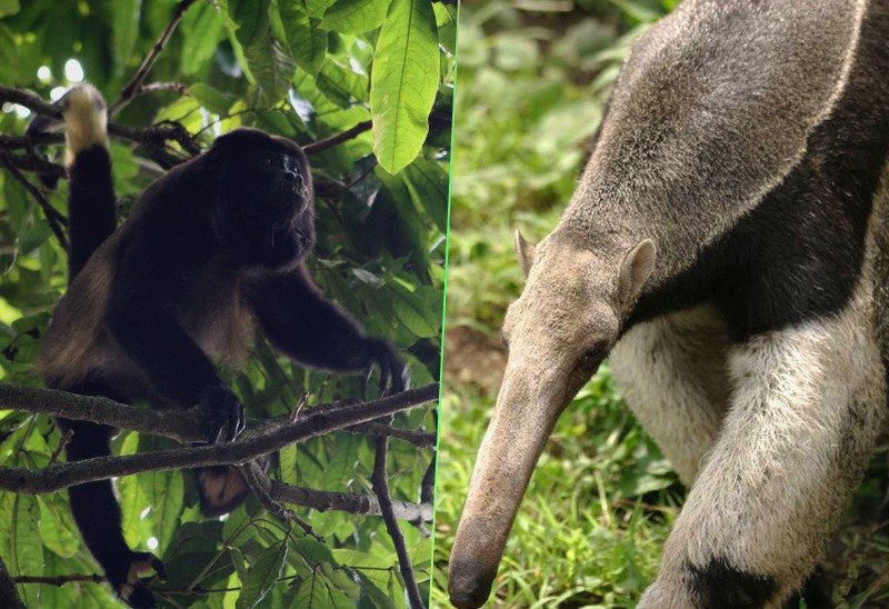 Estas son las especies que están en peligro por Dos Bocas