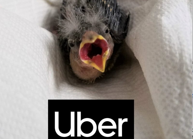 Hombre en estado de ebriedad rescata a pajarito herido y lo manda en UBER al Hospital.