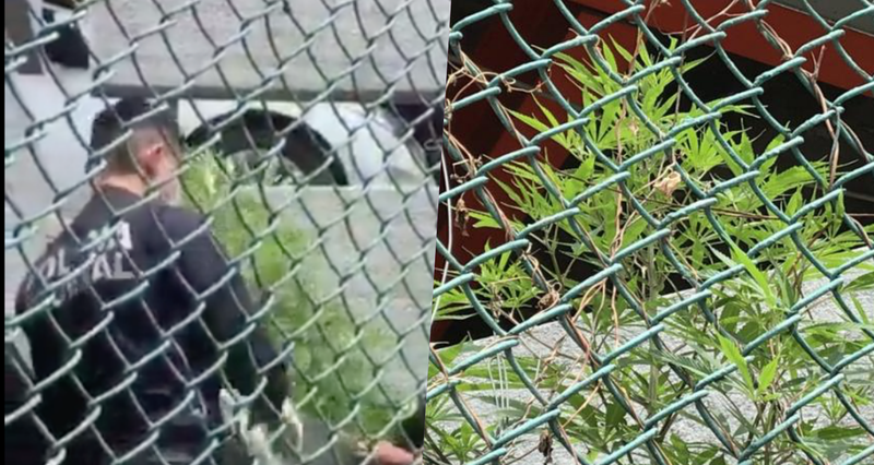 (VIDEO) Encuentran planta de Marihuana de 2 metros de altura en camellón de la Terminal 1 del AICM
