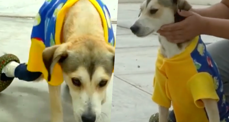 ¡Tantita madre! Rateros le roban silla de ruedas a perrito minusválido (VIDEO)