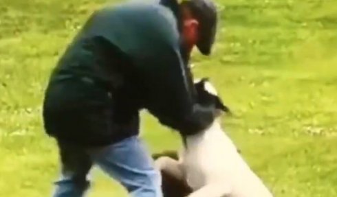 Hombre de 51 años da puñetazos a su perro y termina en la cárcel
