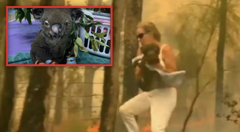 #Últimahora Fallece Koala que mujer había rescatado durante feroces incendios en Australia