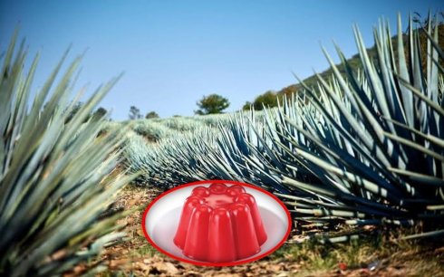 Gelatina a base de agave para combatir la colitis 