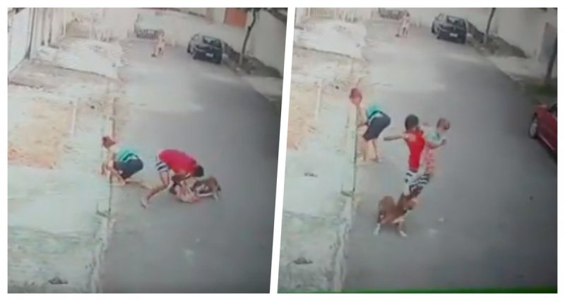 Niño de cinco años es rescatado justo a tiempo de un ataque de pitbull