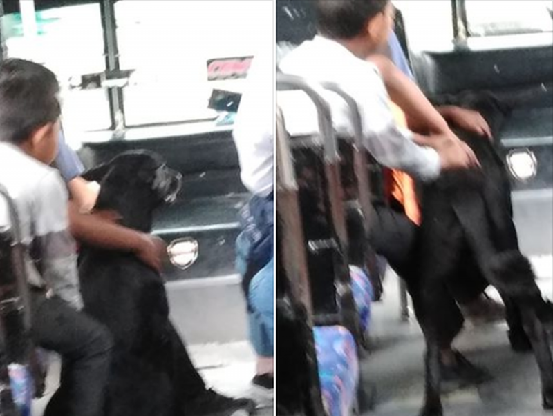Chofer deja que niños de escasos recursos suban con su perro en Pueblay