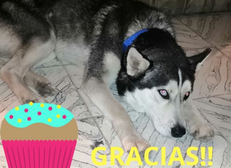 Joven vende golosinas para pagar el tratamiento de su perrito 