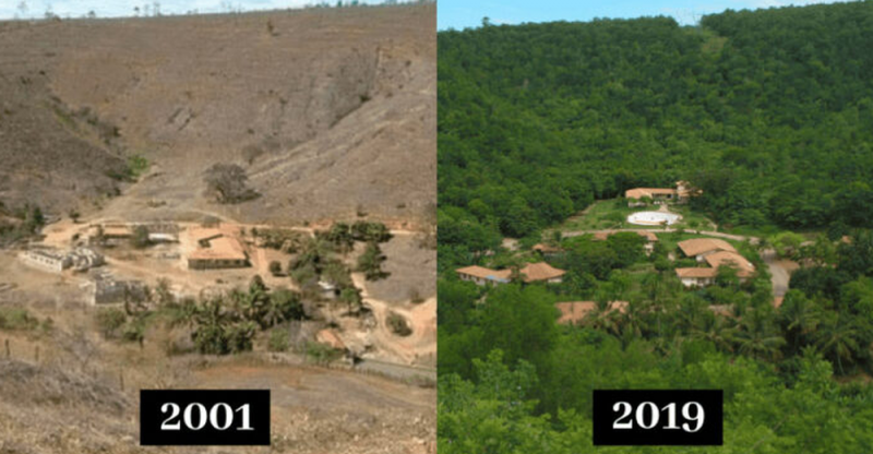 Pareja planta 2 millones de árboles en 20 años para reforestar bosque