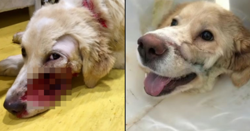 Sujeto amargado dispara a perrito solo porque se veía “muy feliz”