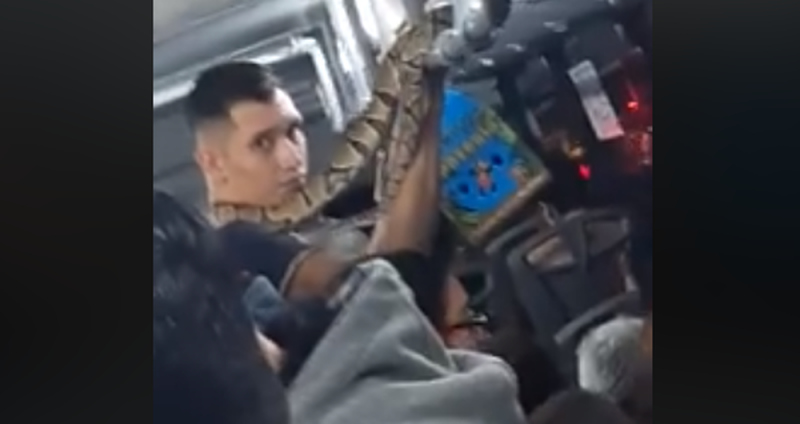 Joven sorprende tras subirse a camión de pasajeros con serpiente pitón en el cuello