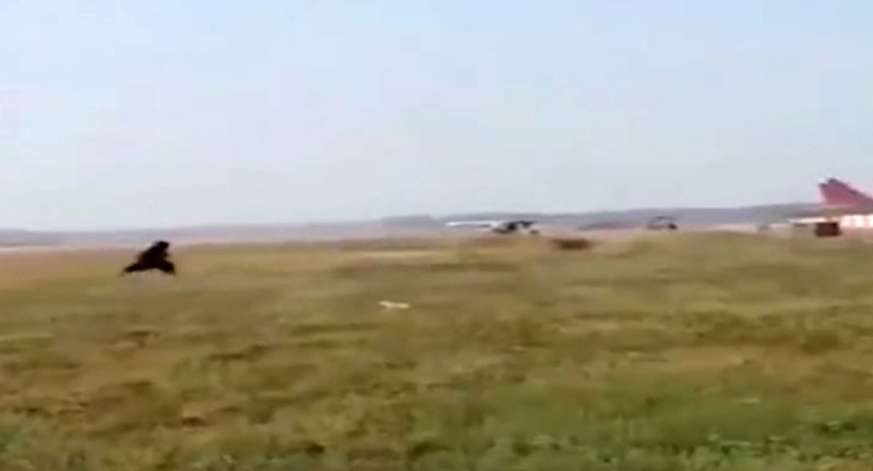 Se disfraza de oso para ahuyentar monos de la pista de aterrizaje (VIDEO)