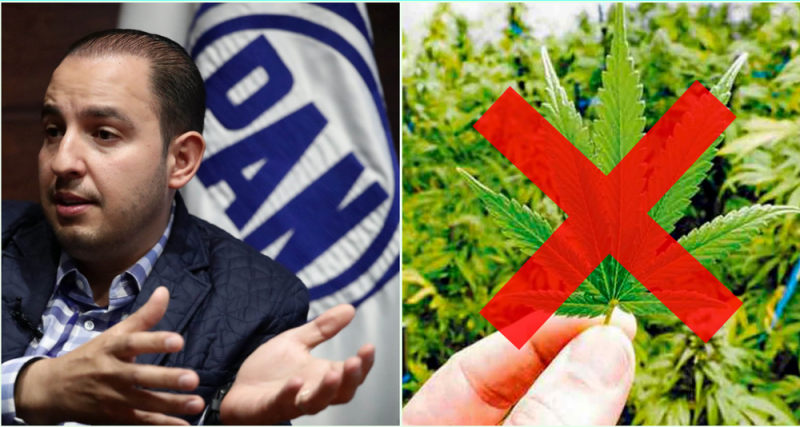 Panistas se organizan para ir en contra de la legalización de la mariguanay