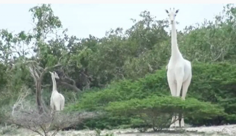 Cazan a la única jirafa blanca y su cría que quedaba en Kenia
