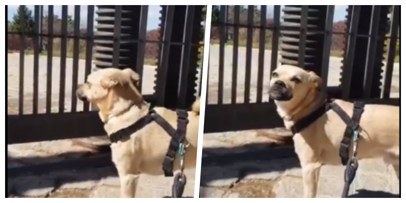 Perrito encuentra el parque cerrado por coronavirus y ‘llora’