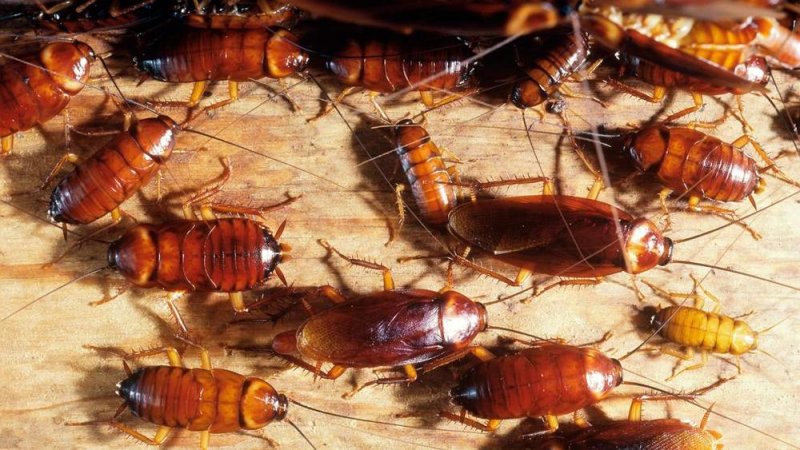 ¿Por qué la leche de CUCARACHA se volvió tan famosa últimamente?