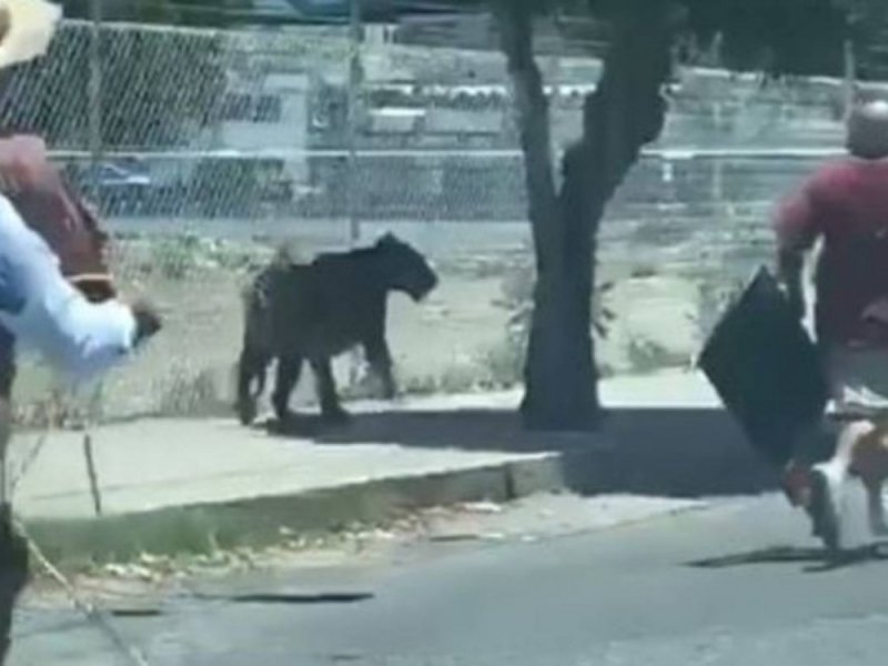 Charro de Jalisco se hace VIRAL por lazar a un TIGRE que paseaba por las calles