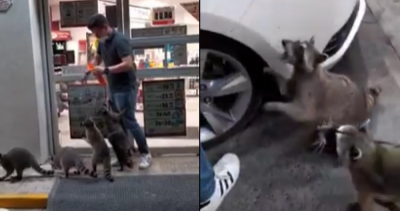 Mapaches se JUNTAN afuera de un Oxxo en Vallarta para que les den de comer