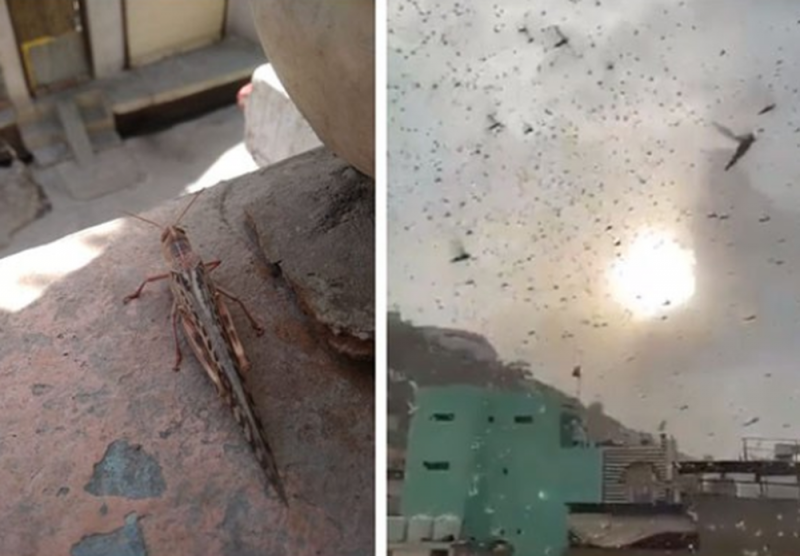 TERRIBLE plaga de LANGOSTAS invade pequeño POBLADO en la INDIA