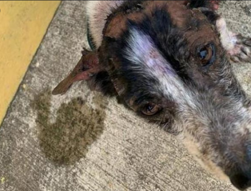 Fallece “Cachito” el PERRITO al que le AVENTARON agua hirviendo