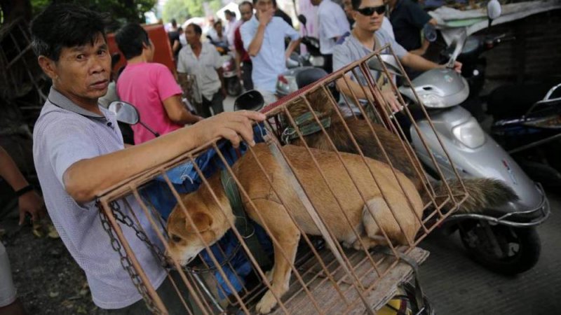 A partir de ahora en China los perritos son amigos, NO COMIDA