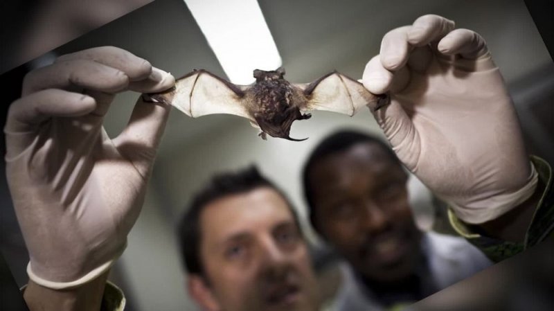 INVESTIGADORES descubren NUEVOS TIPOS de CORONAVIRUS en Murciélagos